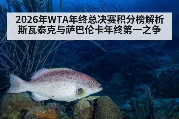 2026年WTA年终总决赛积分榜解析 斯瓦泰克与萨巴伦卡年终第一之争